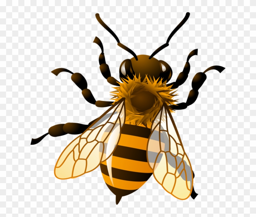 Bee Clip Art - Honey Bee Clip Art #51286