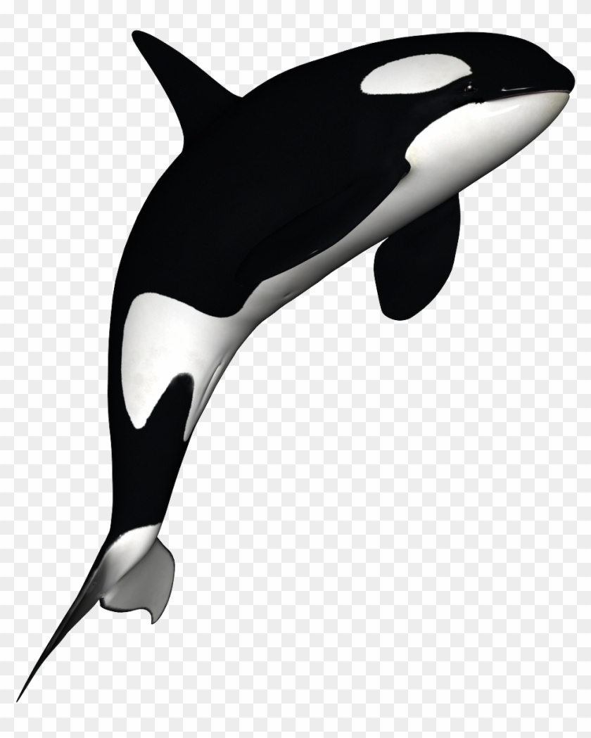 Orca Clipart Free - Killer Whale Transparent Background #52245