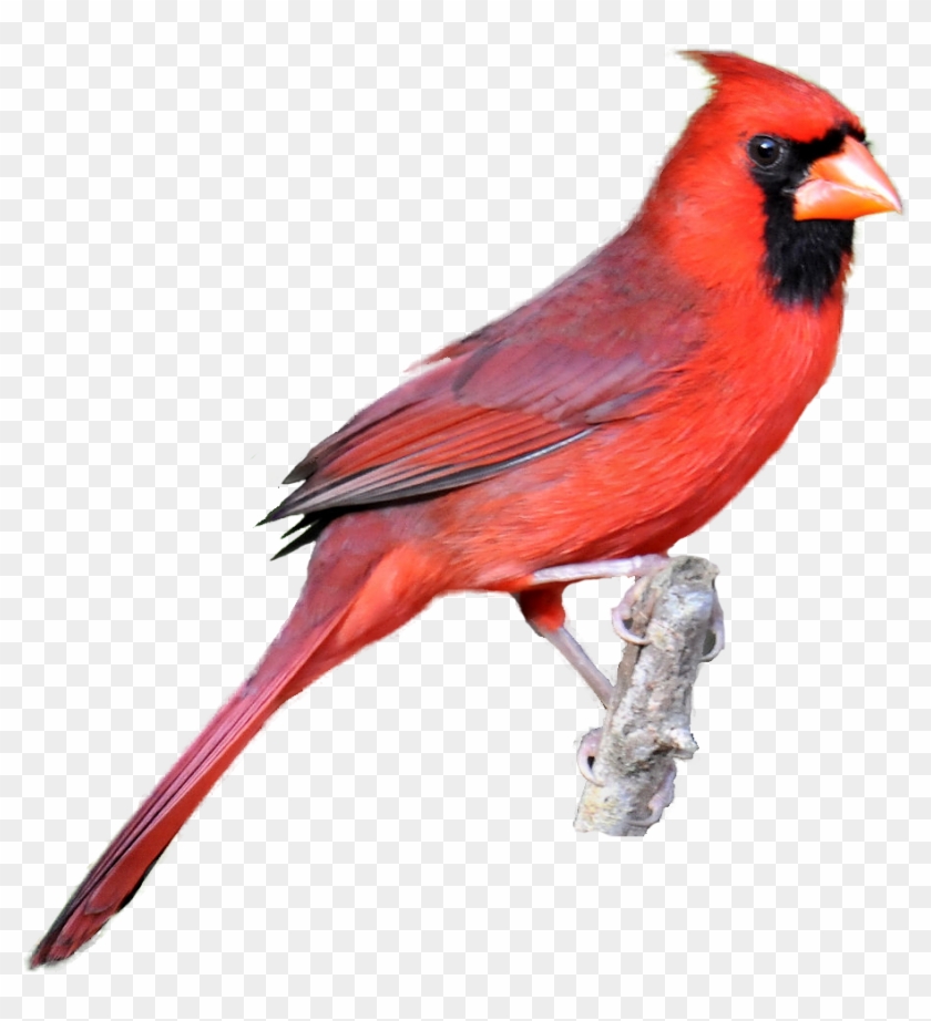 Masked Photograph Downloads - Cardinal Clipart #52878