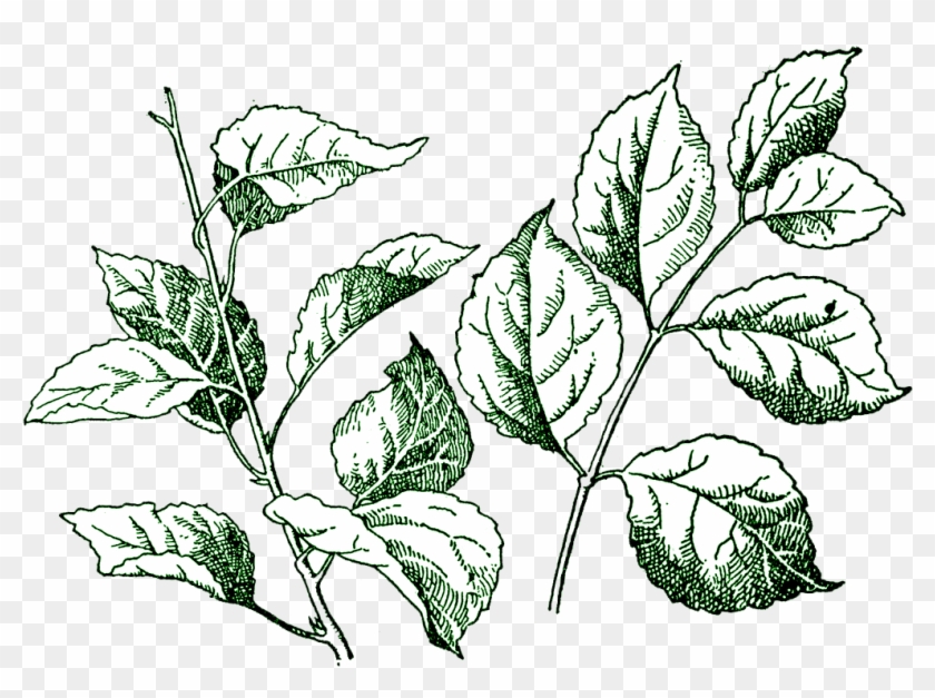 Leaf Clip Art - Leaf Clip Art #271124