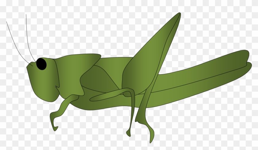 Grasshopper Outline Free Clipart Images - Clip Art Belalang #271147