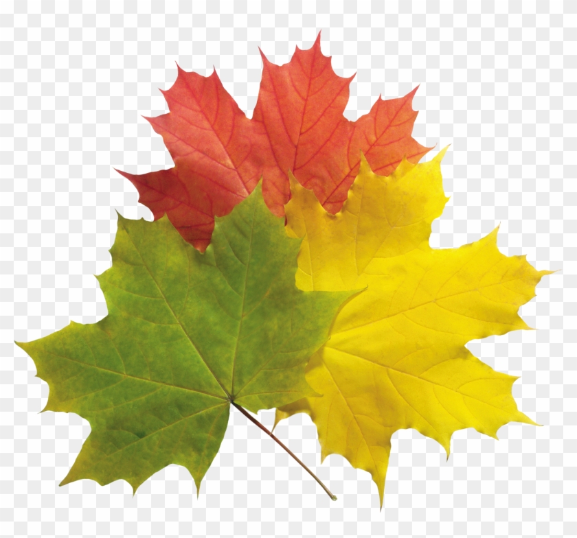 Autumn Png Leaves Pictures Png Images - Portable Network Graphics #271169