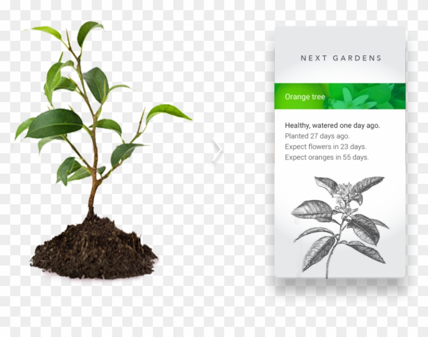 Getting To Know Your Plants Needs And Getting The Most - Houseplant #271283
