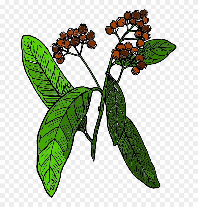 Free Allspice - Arbol Pimienta De Jamaica #271281