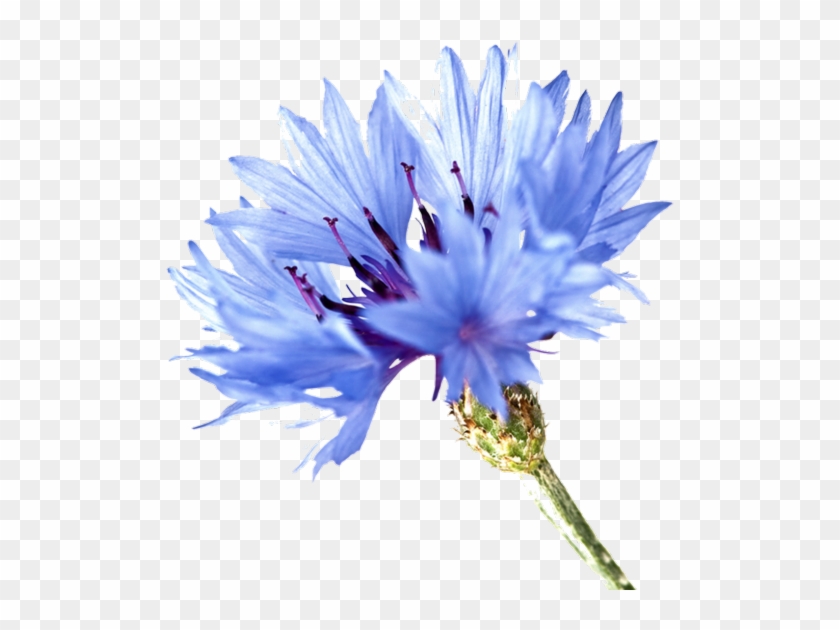 Cornflower Blue Blossom Flowers Meaning - Cornflower Png #271290