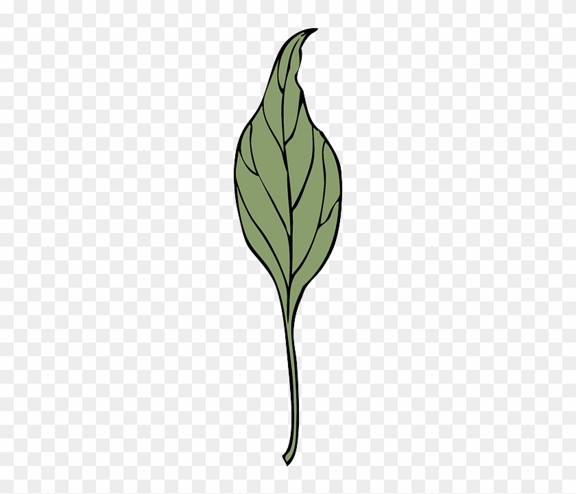 Drugs Leaf, Plant, Vine, Ivy, Vegetation, Herb, Drugs - Vegetation #271345