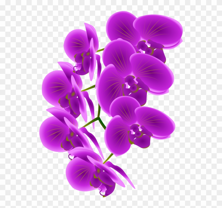 Orchid Clipart #271443
