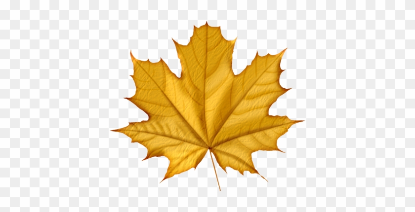Maple Png Leaf - Feuilles D Automne Gif Animé #271508