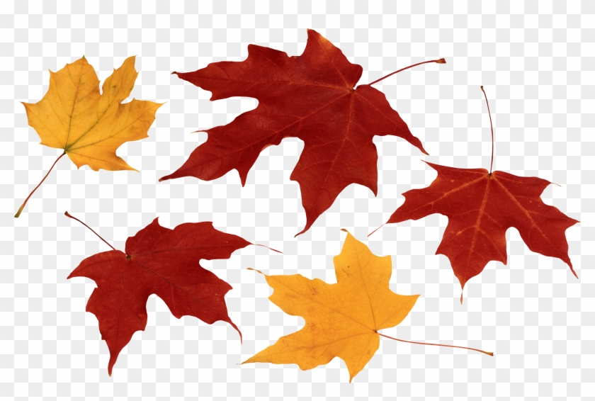 Autumn Png Leaf - Autumn Leaves Png #271535