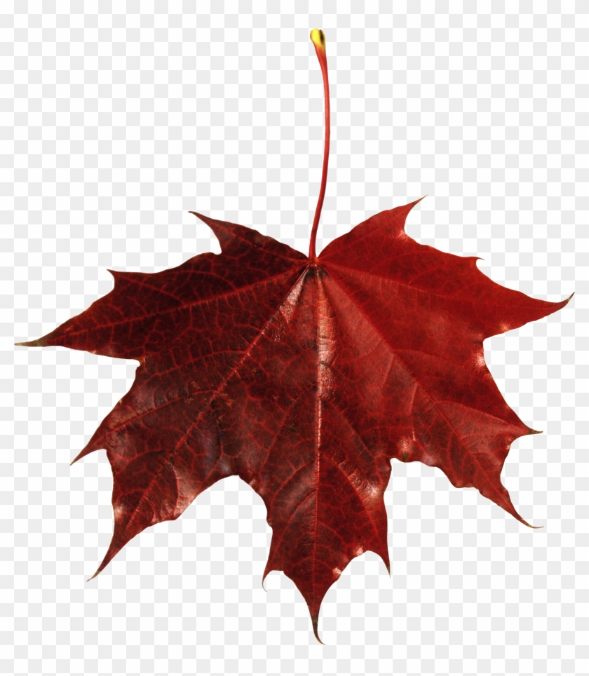 Autumn Png Leaf - Maple Leaf Transparent Background #271559