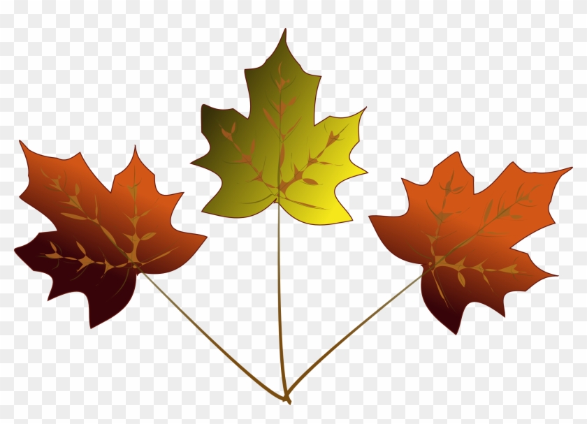 Drawn Maple Leaf Transparent - 3 Maple Leafs Drawing #271645