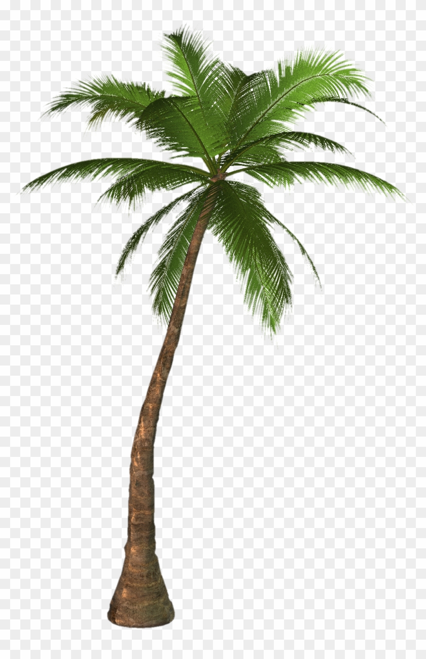 Free High Resolution Graphics And Clip Art - Palm Tree Png #271694