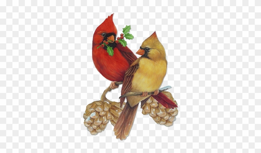 Christmas Cardinal Stock Images Royalty Free Images Male And Female Cardinal Drawing Free Transparent Png Clipart Images Download