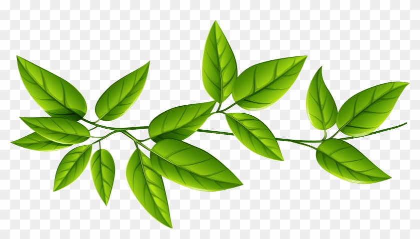 Green Leaves Decoration PNG Transparent Clipart​  Gallery Yopriceville -  High-Quality Free Images and Transparent PNG Clipart