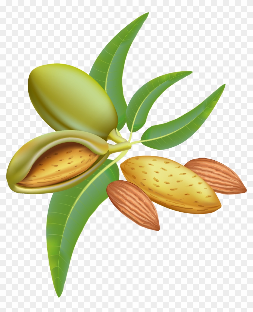 Almond Png Clipart Image 03 - Almonds Vector Free #271766