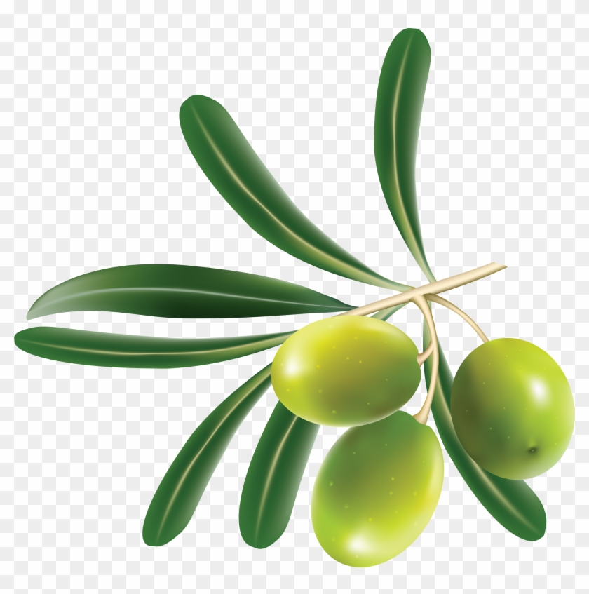Olive Leaf Clip Art - Green Olive Png #271813