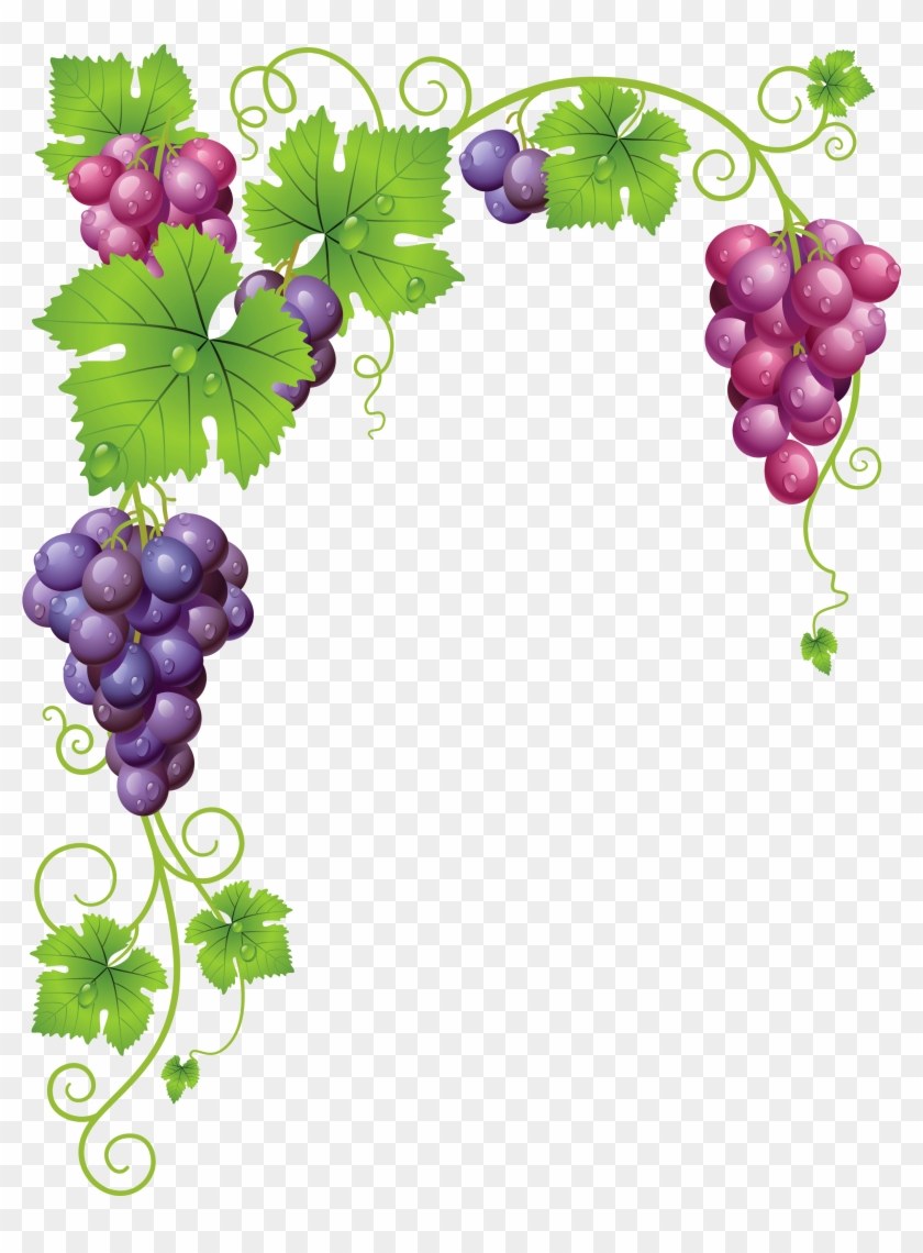 Vine Clipart Vineyard Grape - Grapes Frame #271871