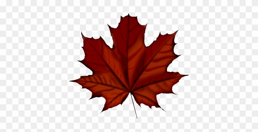 Похожее Изображение - Maple Leaf Vector #271877