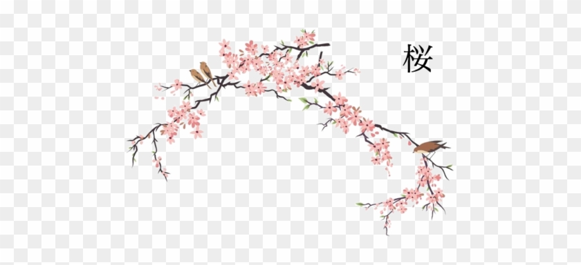 Anispace - Net - Namaniekoutei - Japanese Cherry Blossom Drawing #271927