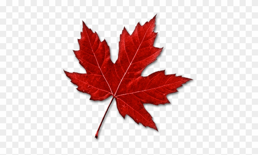 Canada Maple Leaf Clip Art - Canadian Maple Leaf Clipart #271939