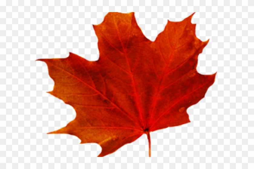 Maple Leaf Clipart Transparent Background - Transparent Background Maple Leaf Png #271941