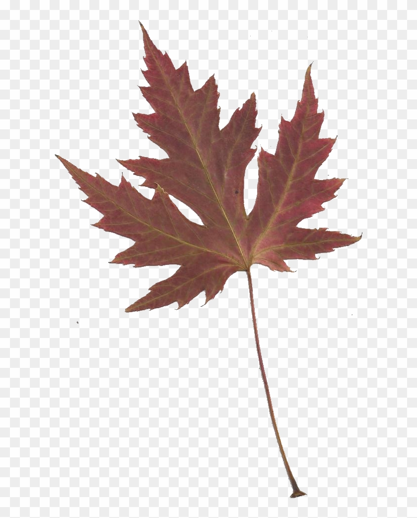 Leaping Frog Designs - Japanese Maple Leaf Transparent #271945