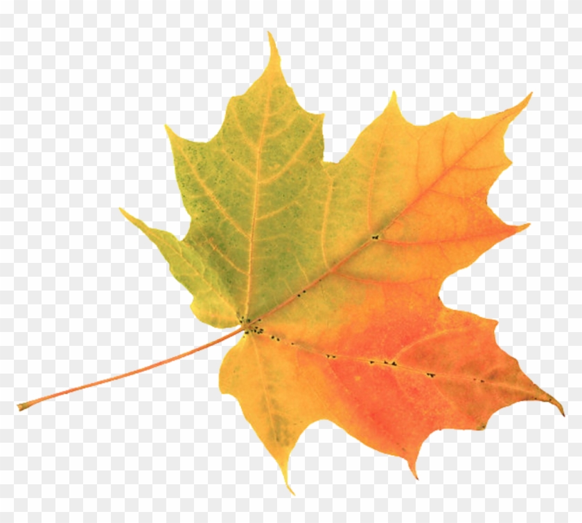 Autumn Leaf Color Maple Leaf Clip Art - Autumn Leaf Color Maple Leaf Clip Art #272002