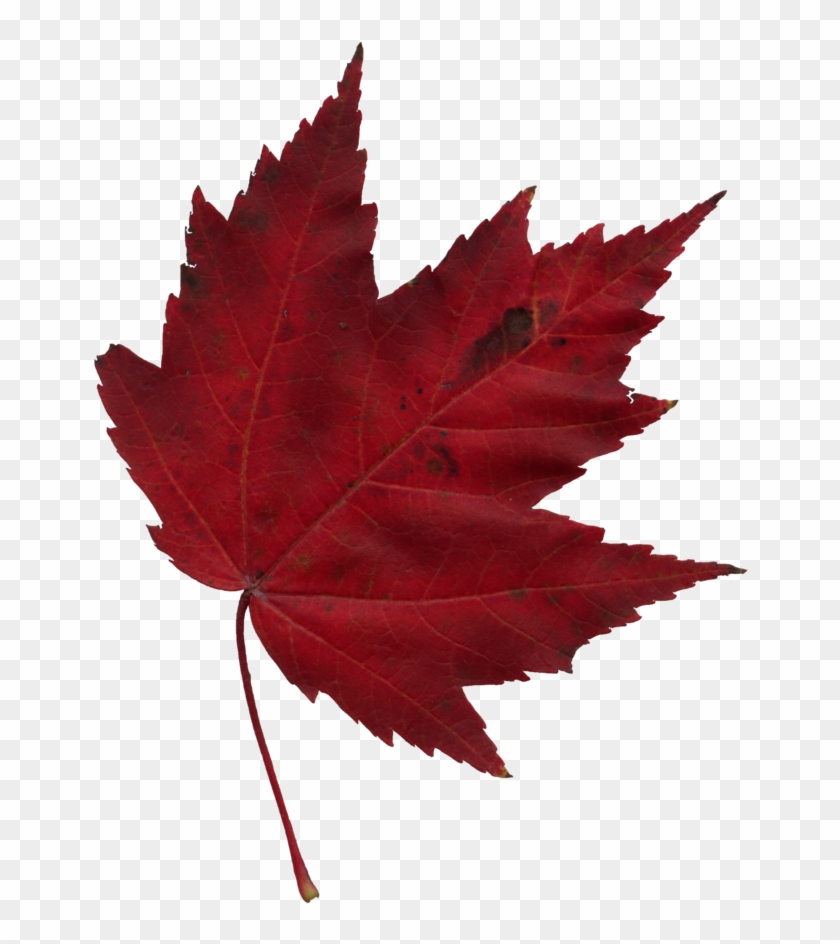 Canada Training Group - Maple Leaf #271999