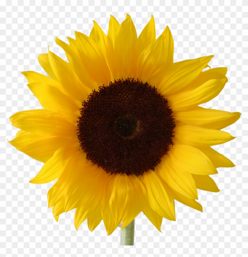 Sunflower - 14 - Sunflower Vector #272016