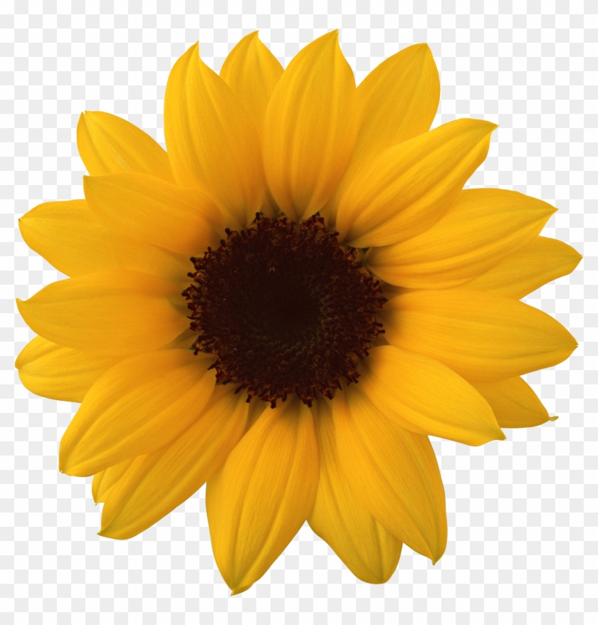 Sunflower Png #272018