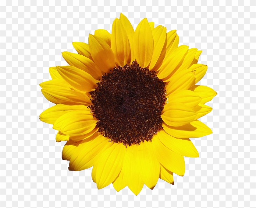 Free Download Of Sunflower Icon Clipart - Sunflower Png #272019