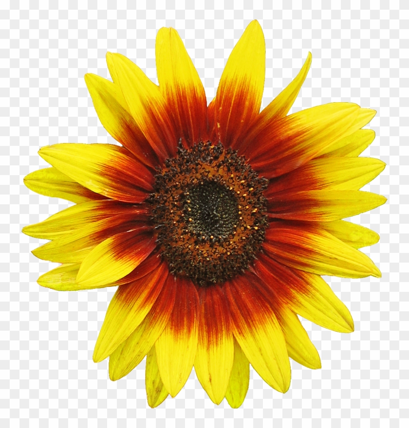 Free Sunflower Clipart Image 2 Clip Art - Sunflower Vector #272025