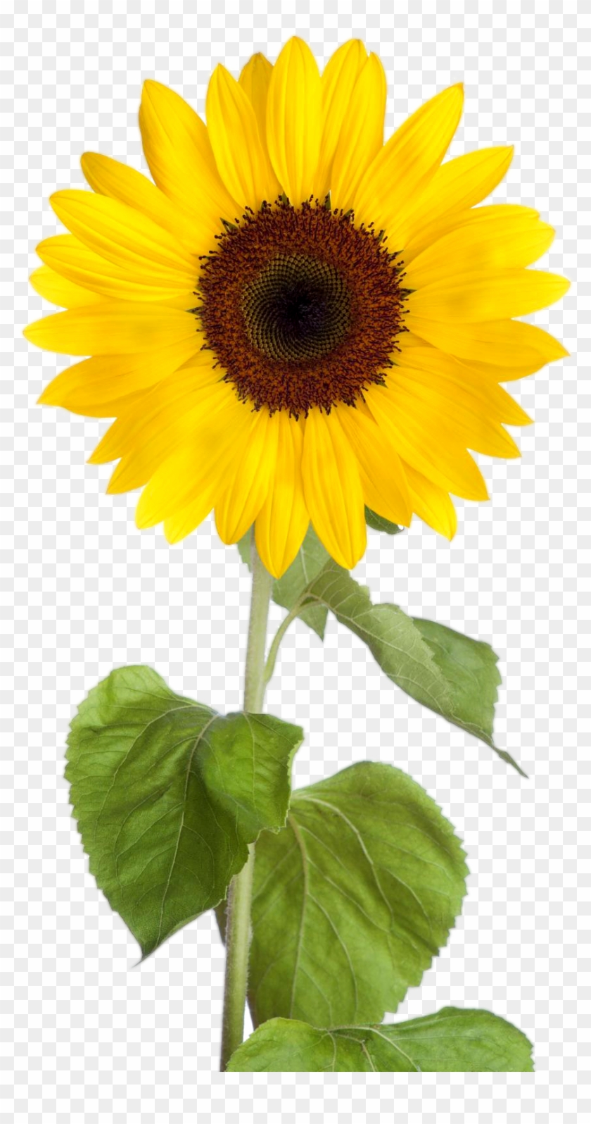 Png Image - Sunflower Png #272027