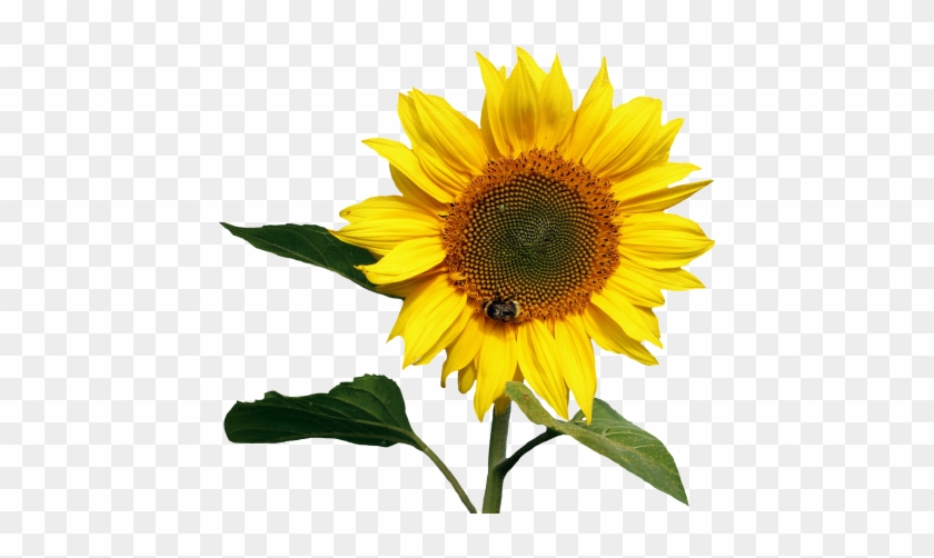 Sunflowers Png Transparent Images - Transparent Background Sunflower Png #272032