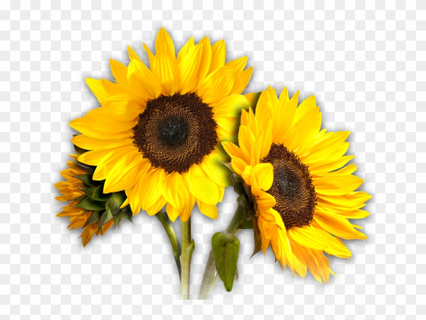 Free Free 273 Clipart Sunflowers Images SVG PNG EPS DXF File