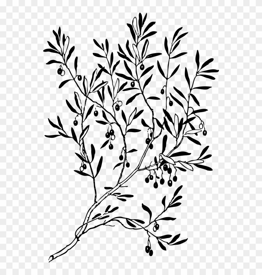 Olive Tree Illustration Png #272042