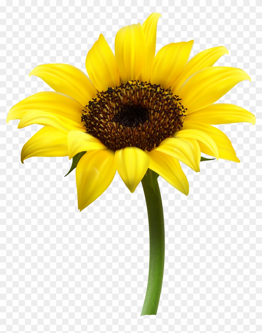 Beautiful Sunflower Transparent Png Clip Art Imageu200b - Beautiful Sunflower Transparent Png Clip Art Imageu200b #272056