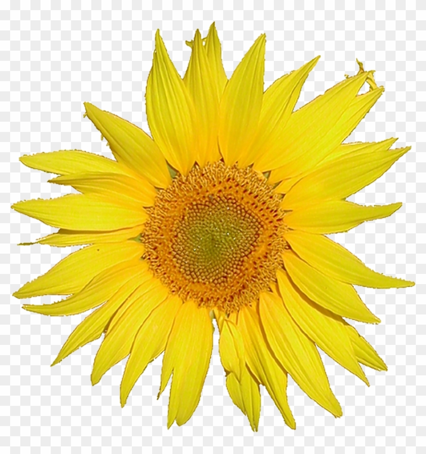 Description Mediawiki Logo Sunflower Tournesol 5x Png - Sunflower White Background #272059