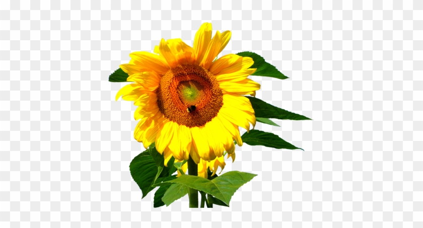 White Sunflower Png Flower Image Gallery - Sunflower With Bee Clipart #272061