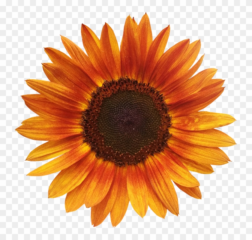 Sunflowers Cliparts 18, - Sunflower Orange #272067