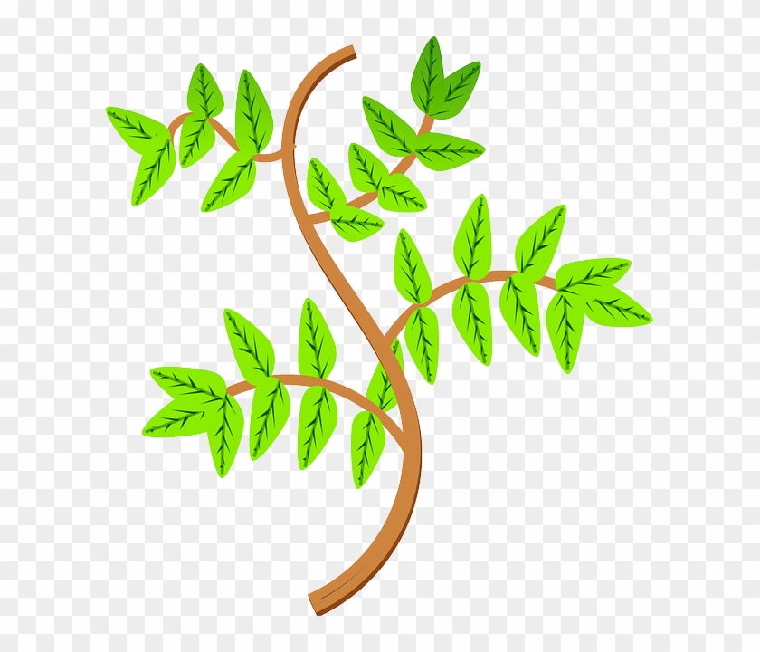 Leaves, Branch, Leaf, Plant - Rama De Una Planta #272065