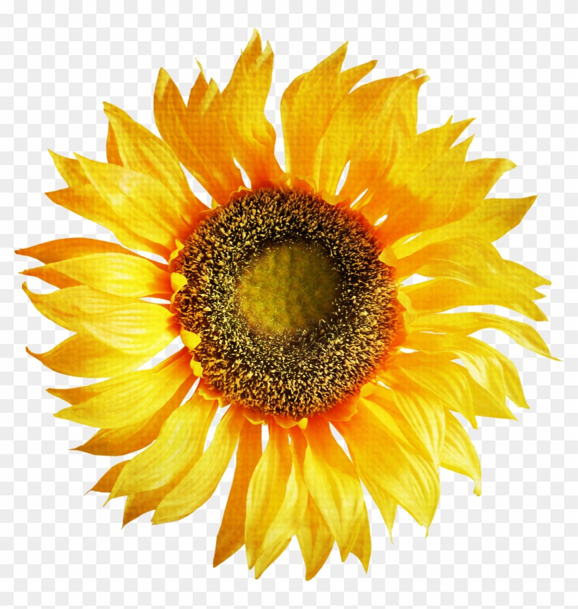 Sunflower Clipart Png Image - Sun Flower Images Png #272195