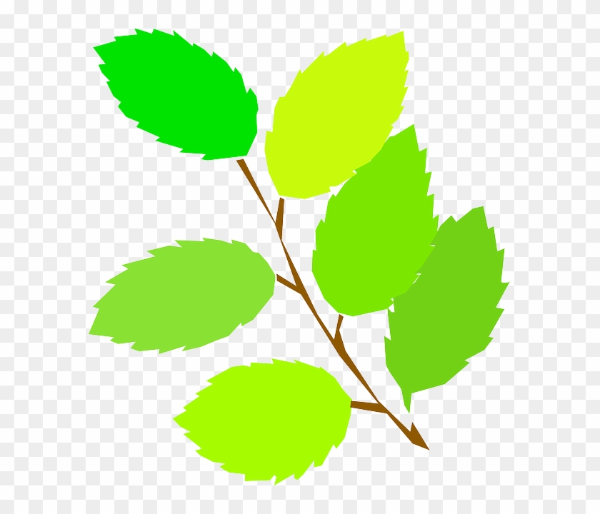 New, Simple, Leaf, Tree, Cartoon, Spring, Branch, Free - Spring Leaves Clipart #272072