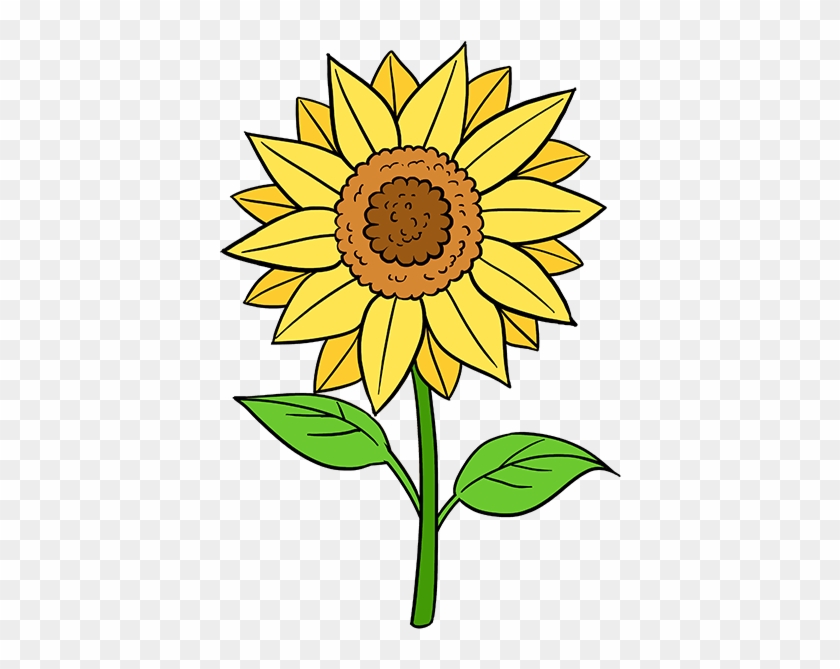 How to Draw a Sunflower - Creating a Realistic Sunflower Sketch