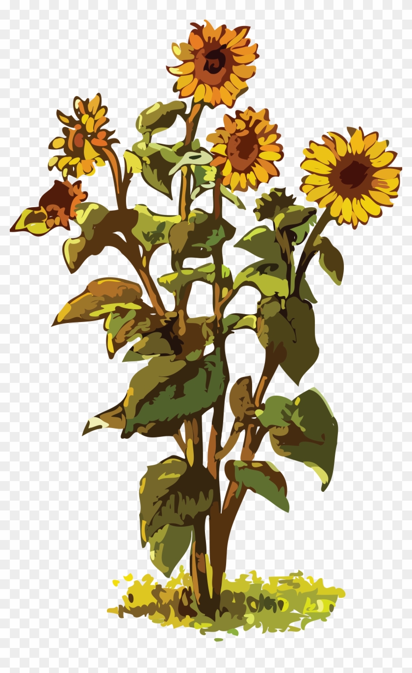 Free Clipart Of A Sunflower Plant - Sunflower Plant Clipart #272105