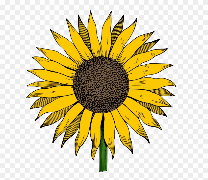 Sunflower Clip Art Free Download Transparent Sunflowers - Black And White Sunflower Clipart Png #272106