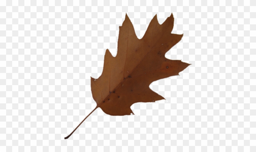 Brown Maple Leaf Clip Art At Clker - Brown Leaf #272125
