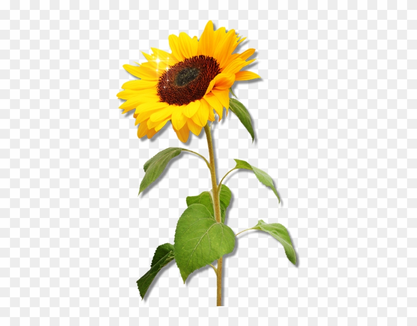 Vitafarm D - O - O - - Vitafarm D - O - O - - Sunflower - Real Sunflower Png #272128