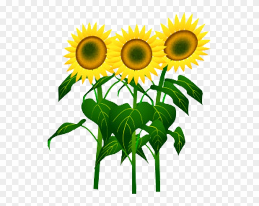 Common Sunflower Cartoon Sunflower Seed - 夏 の 花 イラスト 無料 #272165