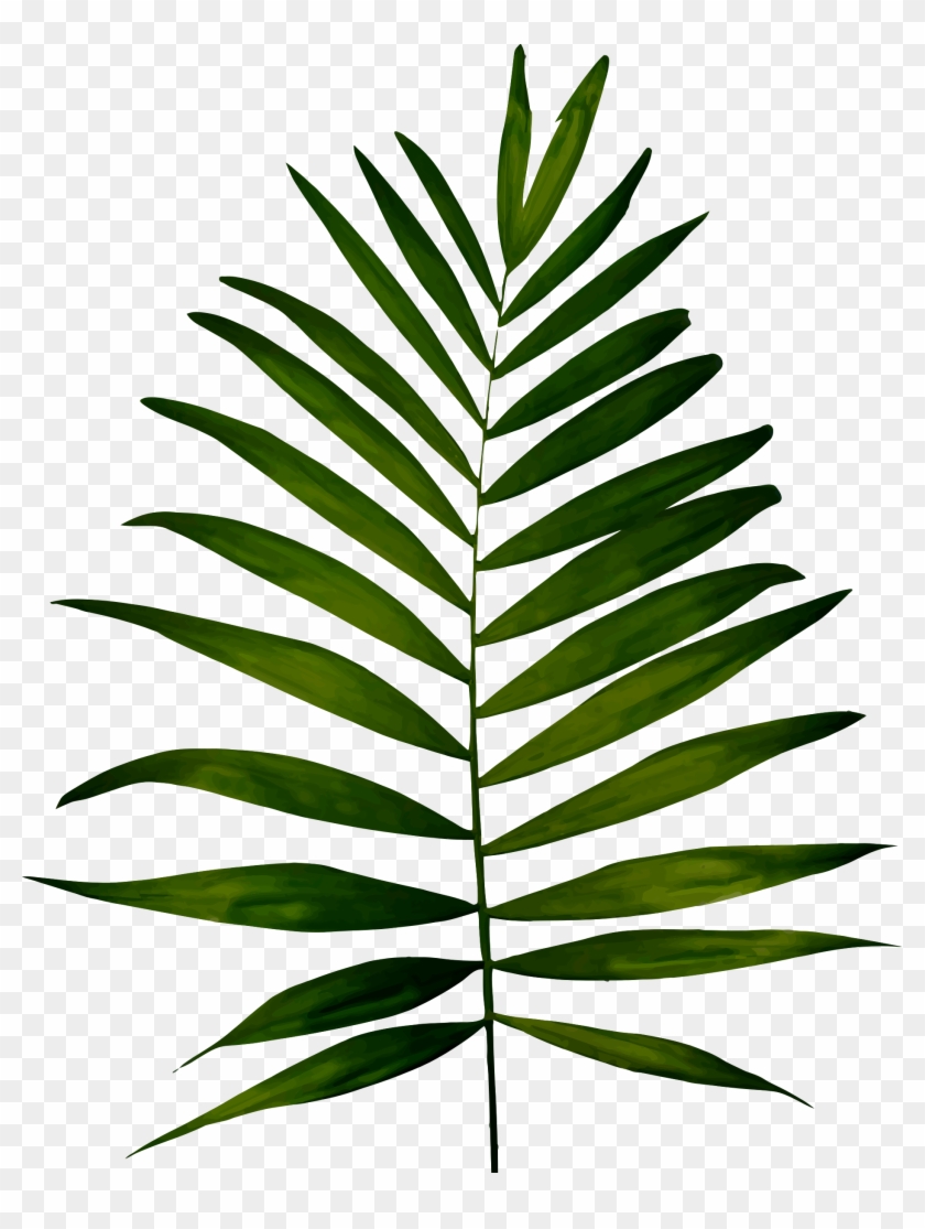 Big Image - Fern Clipart #272173